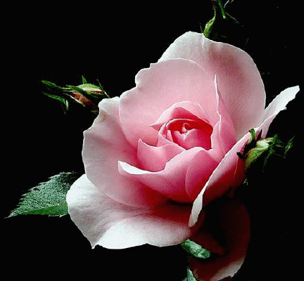 rosas de amor roses of love. cosas de amor.